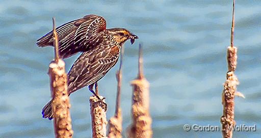 Bird With A Snack_DSCF20569.jpg - Female Red-winged Blackbird (Agelaius phoeniceus) photographed along the Saint Lawrence Seaway at Johnstown, Ontario, Canada.